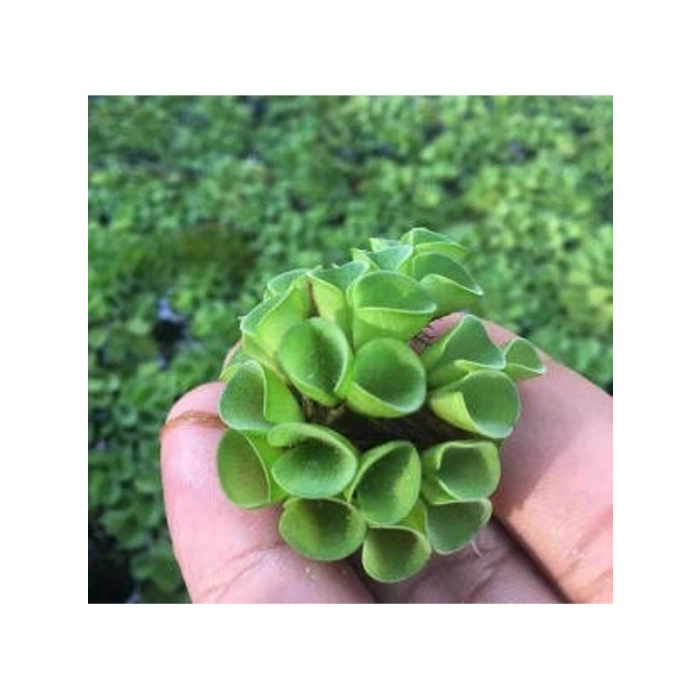 Su Üstü Bitkisi, Salvinia Cuculatta, 2 Kök
