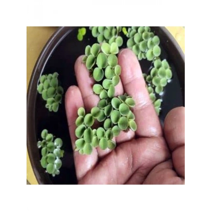 Su Üstü Bitkisi, Salvinia Cuculatta, 2 Kök