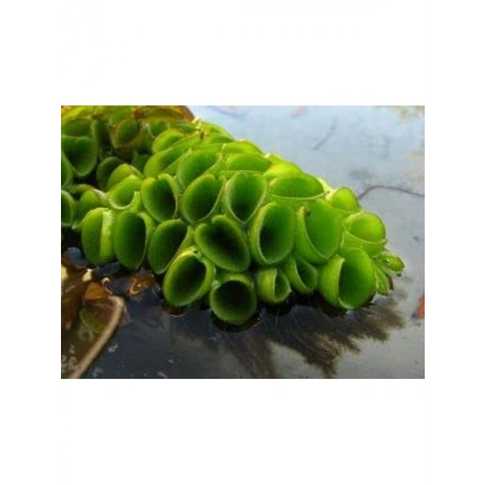 Su Üstü Bitkisi, Salvinia Cuculatta, 2 Kök