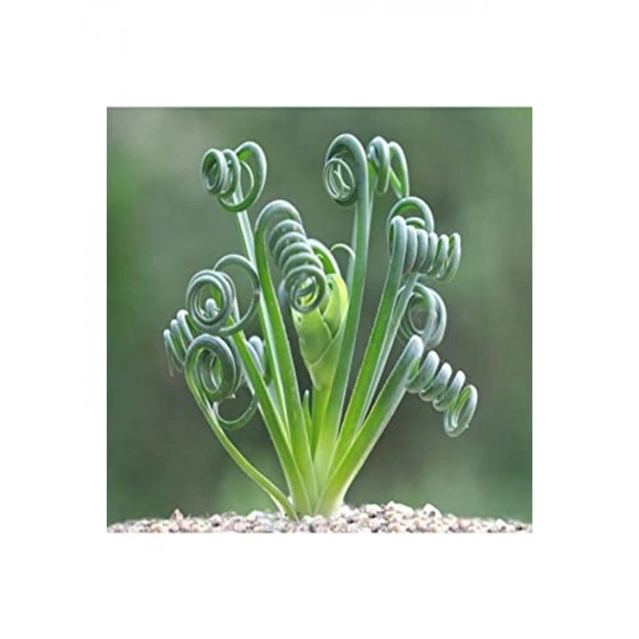 Sukulent Tohumu, Albuca Spiralis Çeşidi, Farklı Bitki Yetiştirme Deneyimi