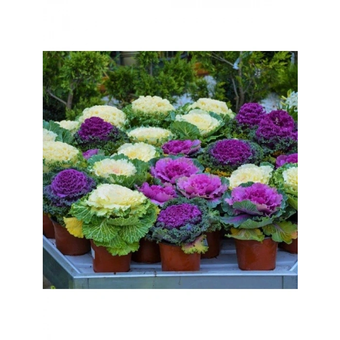 Süs Lahanası Tohumu