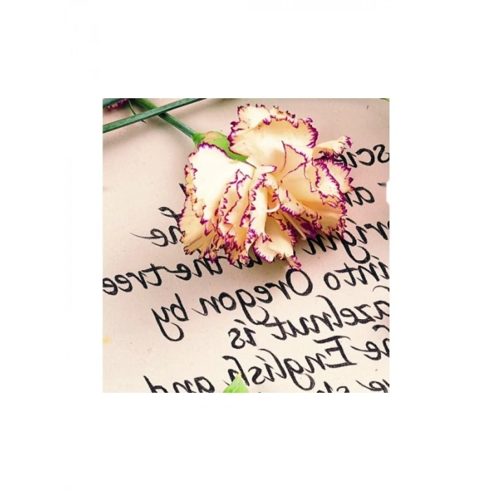 Suya Dayanıklı Pigment Liner - 1.2 mm Uç Kalınlığı