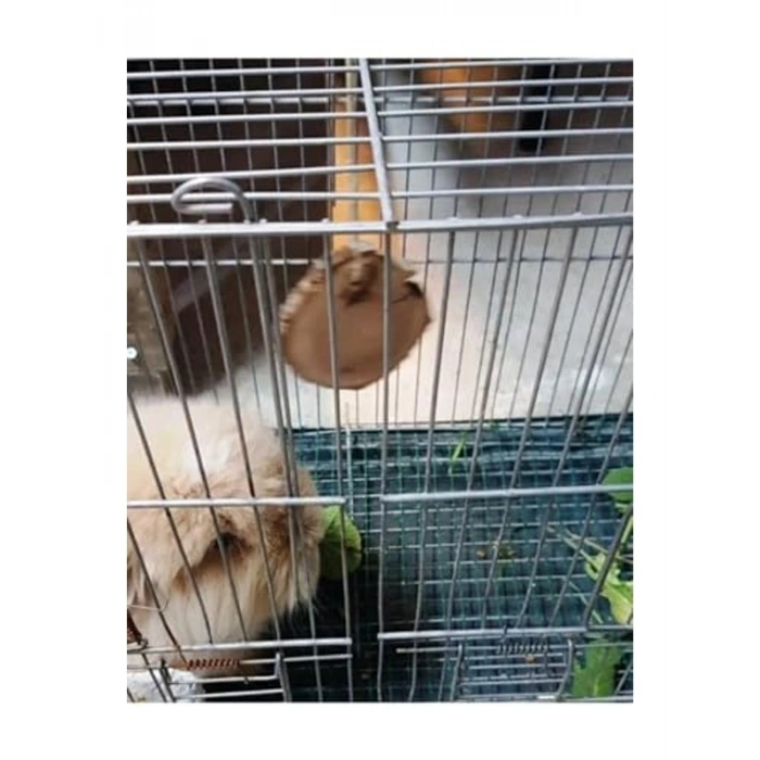 Tavşan ve Hamsterlar İçin Kemirme Oyuncağı, Eğlenceli ve Dayanıklı