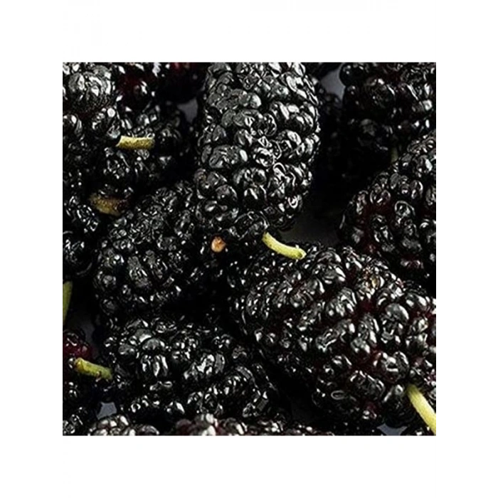 Tüplü Kara Dut Fidanı, Sağlıklı Bitki Gelişimi