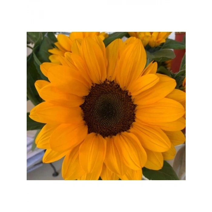 Turuncu Siyah Süs Ayçiçeği Tohumu - 5 Tohum