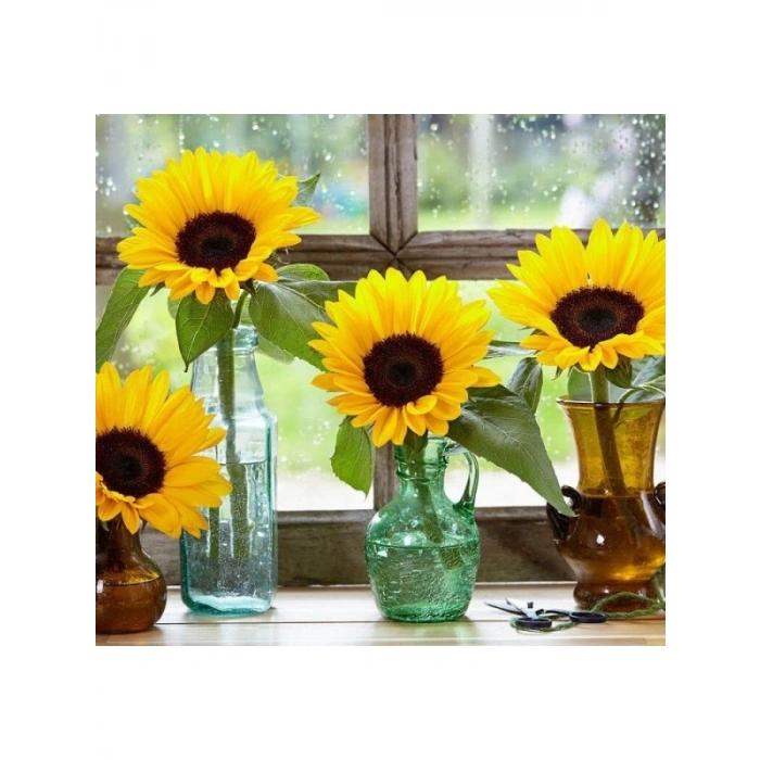 Turuncu Siyah Süs Ayçiçeği Tohumu - 5 Tohum