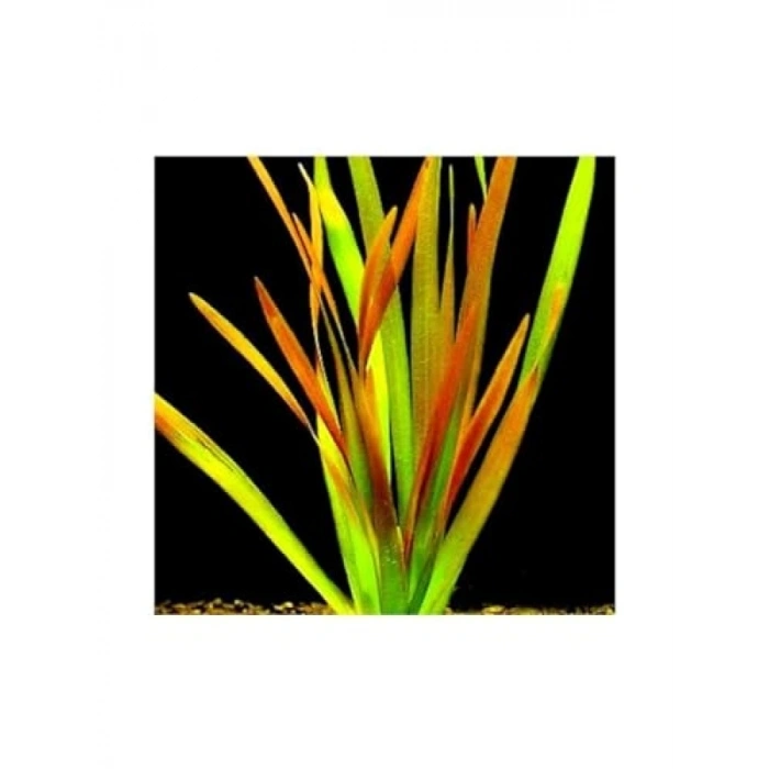 Vallisneria Rubra Canlı Bitki