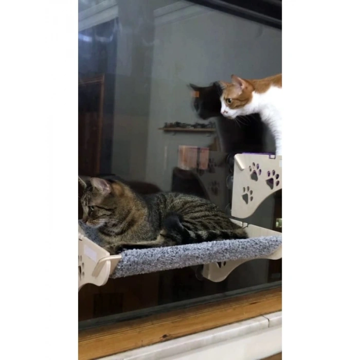 Vantuzlu Cama Asılan Kedi Yatağı