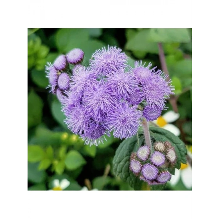 Vapur Dumanı Çiçeği - 150 Tohum (Karışık Renk)