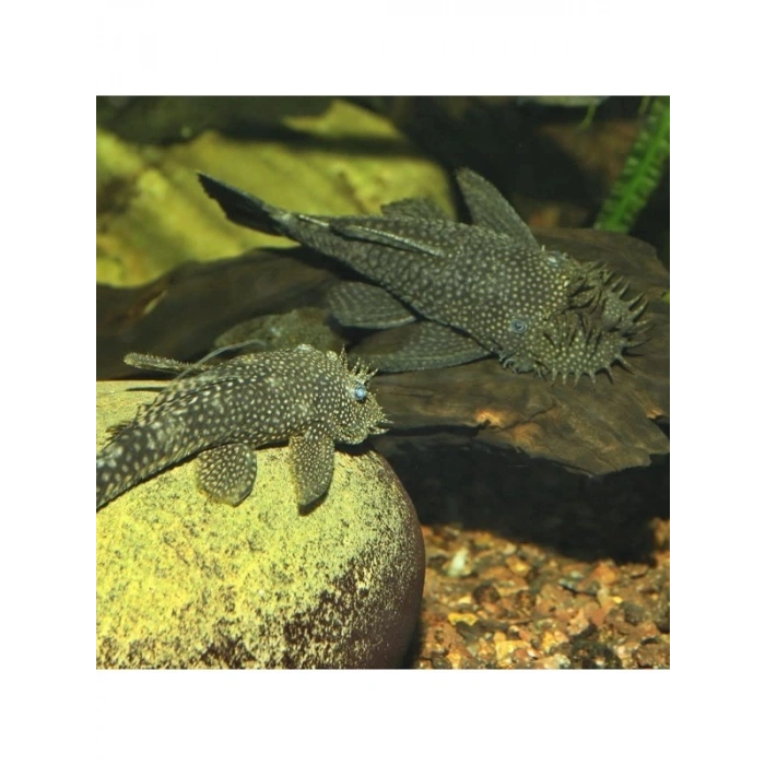 Vatozlar İçin Özel 500 Gram Tablet Yem, Pro Novo Pleco