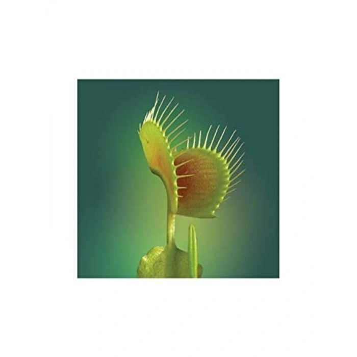 Venus fly trap tohumu, 5 adet, etçil bitki yetiştirmek için ideal