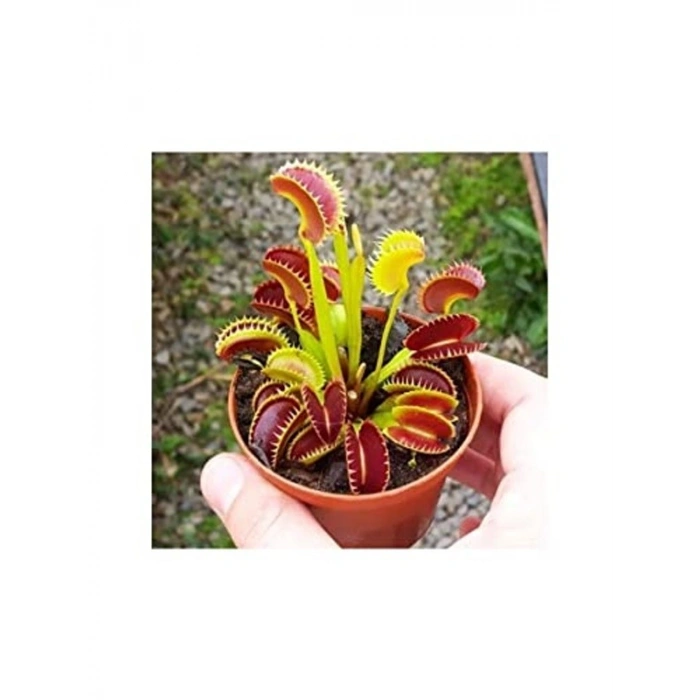 Venus fly trap tohumu, 5 adet, etçil bitki yetiştirmek için ideal