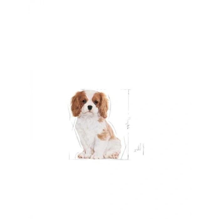 Yavru Köpekler için Dengeli Kuru Mama, 1.5 Kg