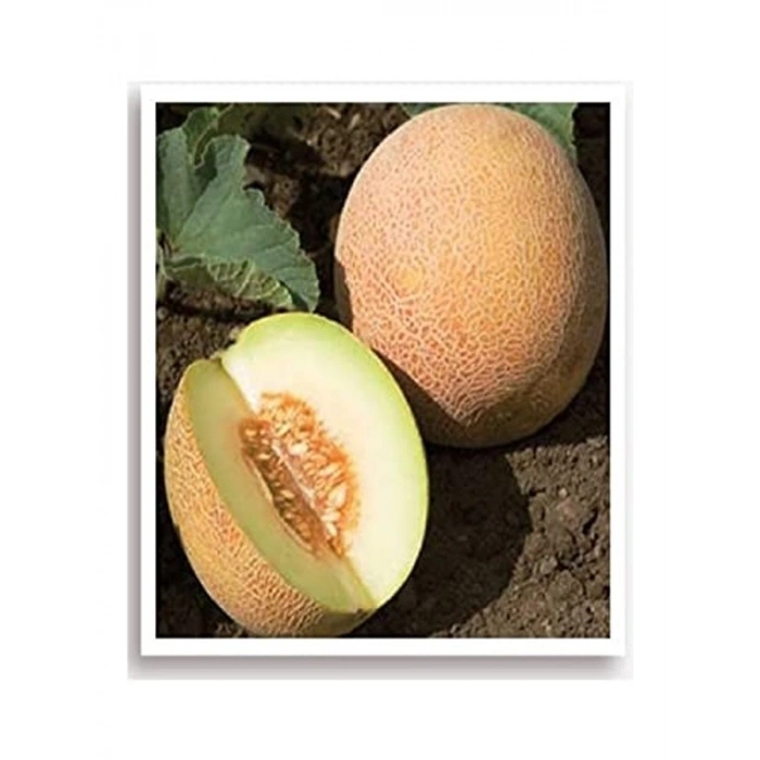 Yerli Kavun Tohumu, 100 Adet, Ananas Tohumu