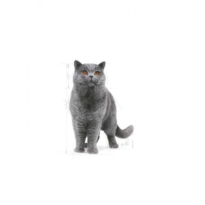 Yetişkin British Shorthair Kedi Maması, 2 Kg