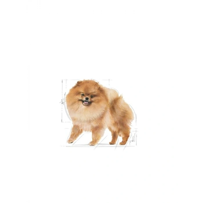 Yetişkin Pomeranian Köpek Irk Maması 3 Kg - Özel Formül