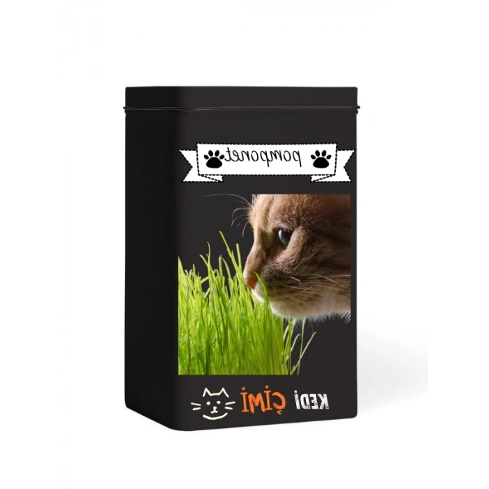 Yıl Boyu Yeşil Kedi Çimi - Pomponet