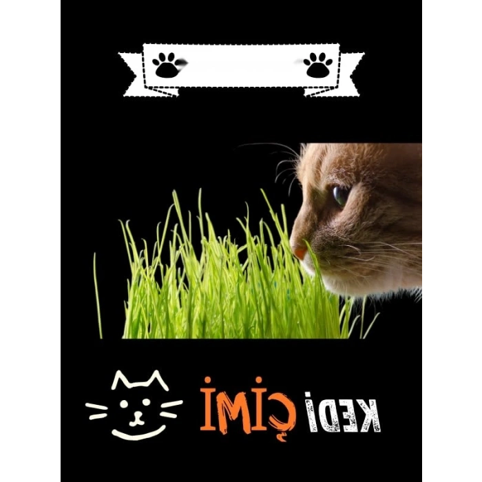 Yıl Boyu Yeşil Kedi Çimi - Pomponet
