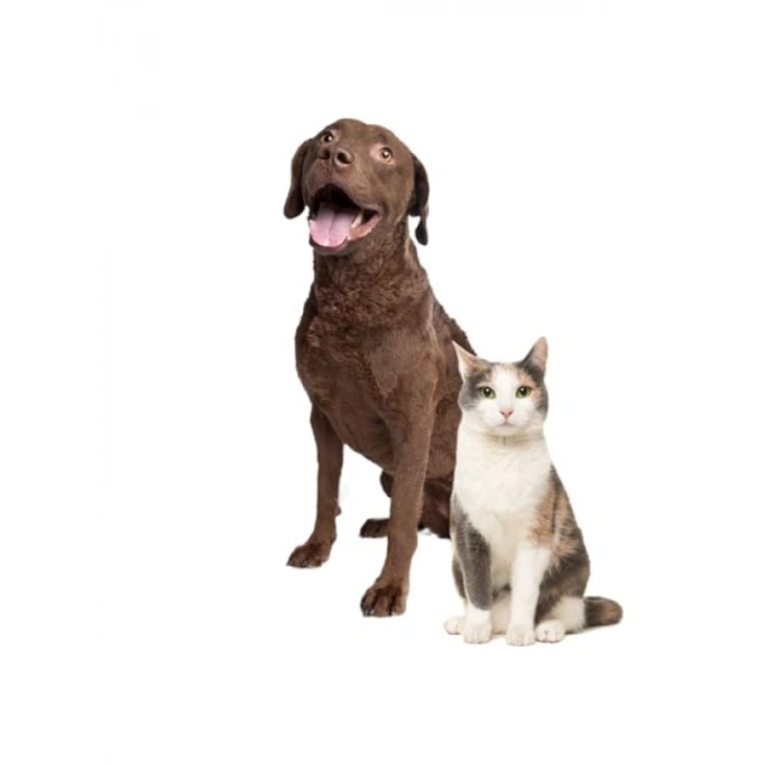 Yüksek Kapasiteli Kedi Mama Kabı - 2200ml, Gri