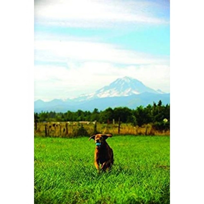 Yüksek Zıplayan Kauçuk Köpek Oyun Topu - Orta Boy