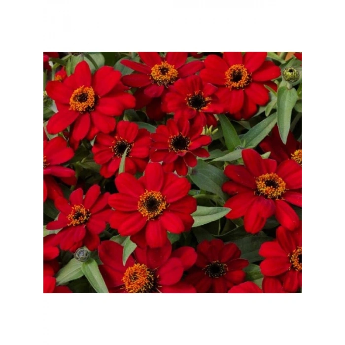 Zinnia Çiçeği Tohumu - Mini Çiçekli, Kirli Hanım, Kırmızı - 5 Adet