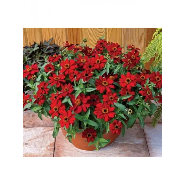 Zinnia Çiçeği Tohumu - Mini Çiçekli, Kirli Hanım, Kırmızı - 5 Adet