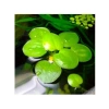 1 Adet Havuz Bitkisi - Frogbit Su Üstü Bitkisi