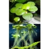 1 Adet Havuz Bitkisi - Frogbit Su Üstü Bitkisi