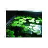 1 Adet Havuz Bitkisi - Frogbit Su Üstü Bitkisi
