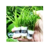 1 Bağ 2-4 Kök Akvaryum Bitkisi - Sagittaria Subulata