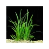 1 Bağ 2-4 Kök Akvaryum Bitkisi - Sagittaria Subulata