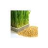 1 Kg Buğday Tohumu, Kedi Çimi Tohumu