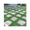 1000+ tohum içeren Dichondra Repens bitkisi, yer örtücü özellikte