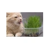 2000+ Tohum ve Saksı ile Kedi Çimi Seti