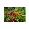 250 Ml Guppy Gran Akvaryum Balık Yemi, 120 Gr