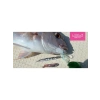 3 İnçlik Olta Yem, Clear Red Glitter Renk Seçeneği