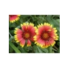 30 Adet Gaillardia Gayret Çiçeği Tohumu, Indian Blanket