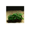 5-6 Yapraklı Kök Canlı Bitki, Anubias Barteri