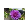 5 adet lotus tohumu, egzotik çiçek, bahçe ve süs havuzu için