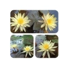5 adet lotus tohumu, egzotik çiçek, bahçe ve süs havuzu için