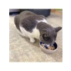 5 İnç Seramik Tabak, Kedi ve Sürüngenler için