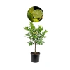 5 Yaş Tahiti Lime Fidanı, Çiçekli Üzerinde Özellik