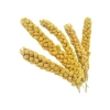 500 g ak dal darı, kuşlar için besleyici yem