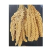 500 g ak dal darı, kuşlar için besleyici yem