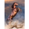 500 Parça Yüksek Kalite Wild Red Stallion Puzzle