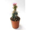5.5 cm Saksıda Özel Corynopuntia Invicta Kaktüs - Nadide Tür