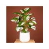 70 cm Boyunda Yeşil Beyaz Yapay Monstera Saksı Bitkisi, 12 Dal