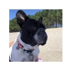 Akıllı künyeli köpek boyun tasması, S beden, karpuz rengi