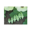 Aksel Japon Bamya Tohumu - 10 Gram
