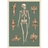 Anatomicum Postcard Box Kart Seti